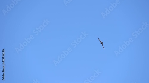 Rapid flight the Common swift also named as martlet or Apus apus in detail. Slow motion shot