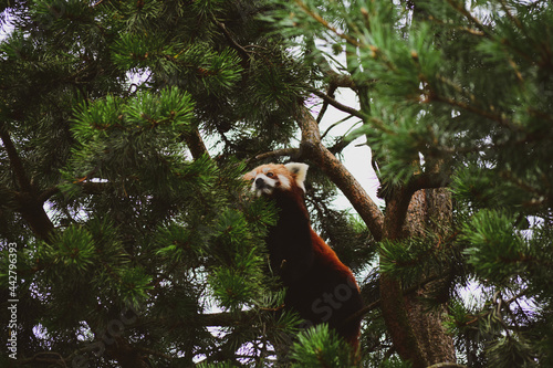 The red panda on a tree in the forest. World Wildlife Day, nature, forest conservation, ecology concept.