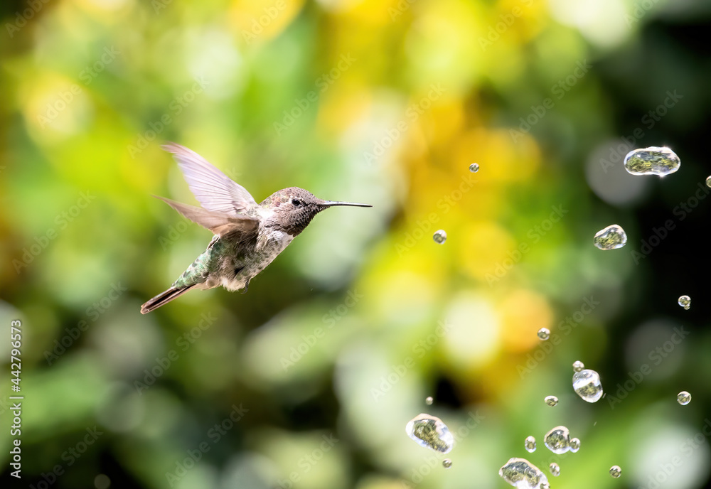 Naklejka premium Hummingbird with Water Drops