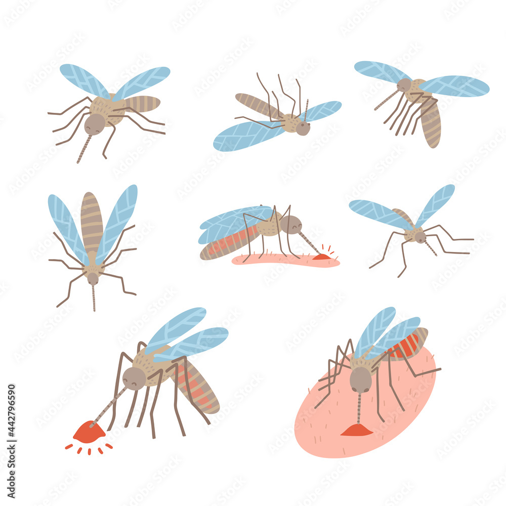Insect mosquito pest set for repellent oil, spray and patches ads, poster. Flying, lying, blood-sucking mosquitoes collection. Flat vector illsutration. Insect mosquito pest set for repellent oil, spray and patches ads, poster. Flying, lying, blood-sucking mosquitoes collection. Flat vector illsutration.