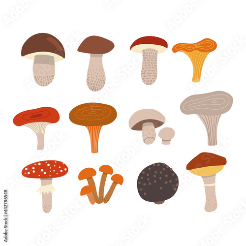 Edible mushrooms set with poisonous fly agaric. Different types of mushrooms, such as Champignons, chanterelles, porcini mushrooms, slippery jack, russula, truffle, boletus in trendy flat style.