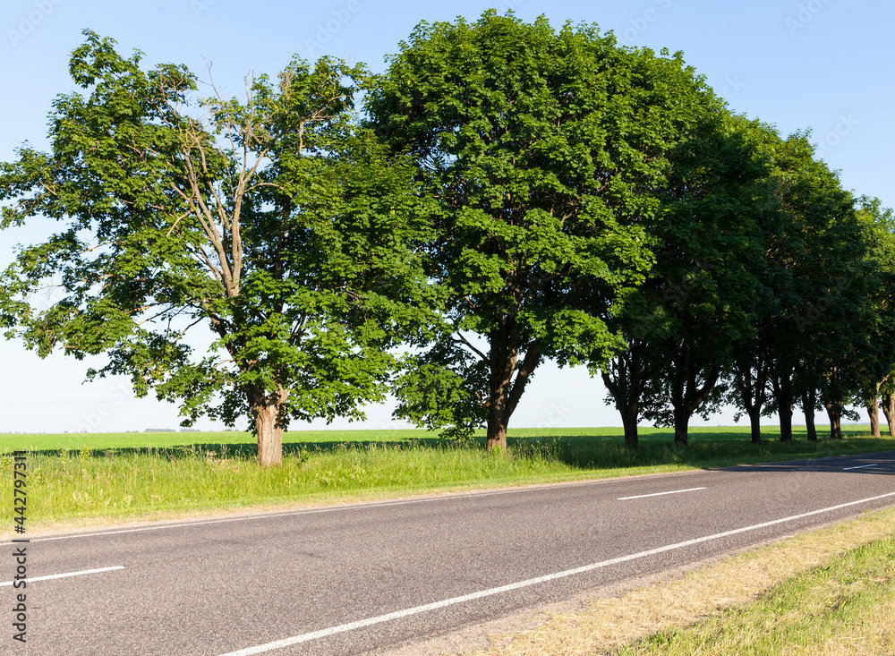 Fototapeta premium maple trees growing along the road