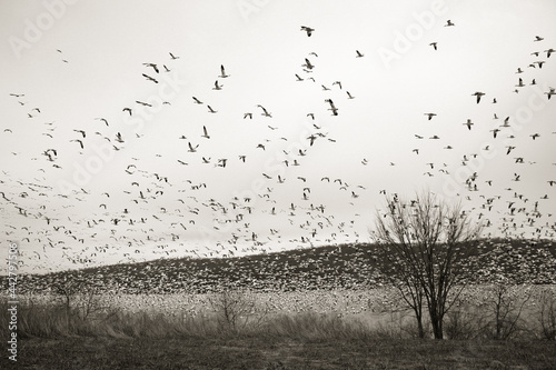 thousands of snow geese black and white photo