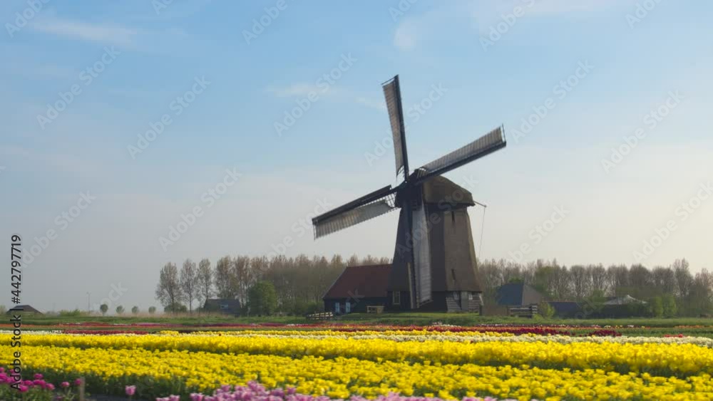 AERIAL, COPY SPACE: Scenic shot of a windmill surrounded by colorful tulip fields. Cinematic flying view of a mill and wooden house in the middle of a vivid field of tulips in rural Netherlands. AERIAL, COPY SPACE: Scenic shot of a windmill surrounded by colorful tulip fields. Cinematic flying view of a mill and wooden house in the middle of a vivid field of tulips in rural Netherlands.