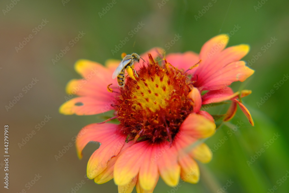 Fire Wheel, Indian Blanket, Sundance, Blanket Flower, Gaillardia pulchella Foug. bee pollination Fire Wheel, Indian Blanket, Sundance, Blanket Flower, Gaillardia pulchella Foug. bee pollination