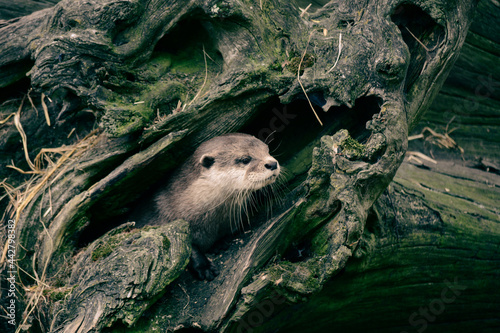The otter, lutra in the rhizome of the tree in the forest. World Wildlife Day, nature, forest and river conservation, ecology 