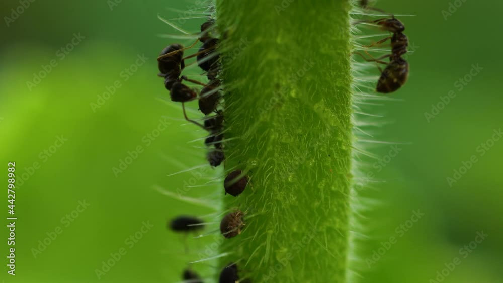 Thick and hairy borage stem infested with some aphids farmed by ants. Macro, static shot.