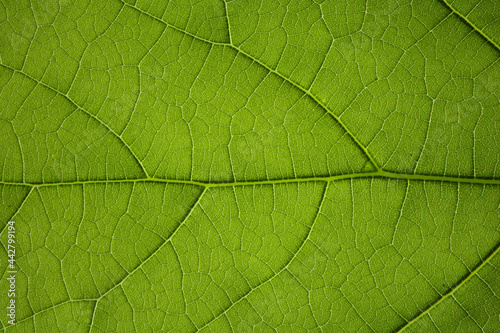 Fondo con textura de hoja vegetal verde