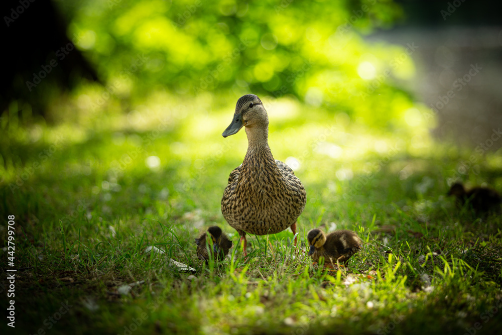 female Mallard duck taking care of her chicks on grass female Mallard duck taking care of her chicks on grass