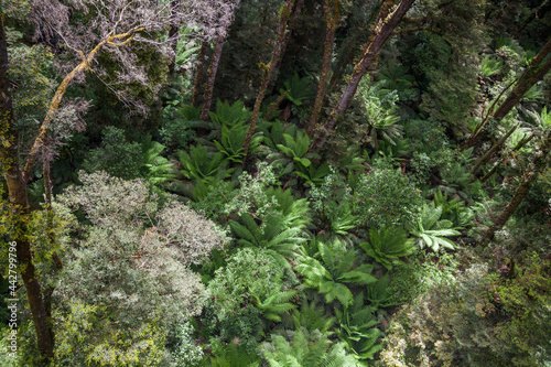 Rainforest floor with ferns in Australia. Top view forest tree, Rainforest ecosystem and healthy environment concept and background, Texture of green tree forest view from above.