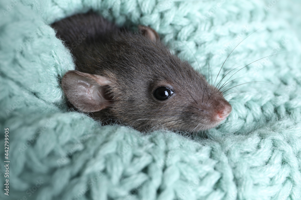 Cute small rat wrapped in light blue knitted plaid, closeup Cute small rat wrapped in light blue knitted plaid, closeup