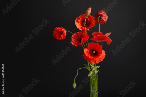 Vibrant red poppies on a black background. Memorial day.