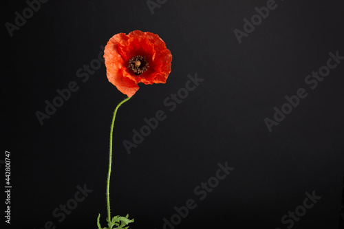 Vibrant red poppies on a black background. Memorial day. photo