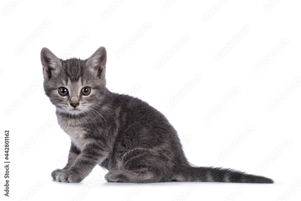 Cute grey farm cat kitten, sitting up side ways. looking towards camera. isolated on white background.