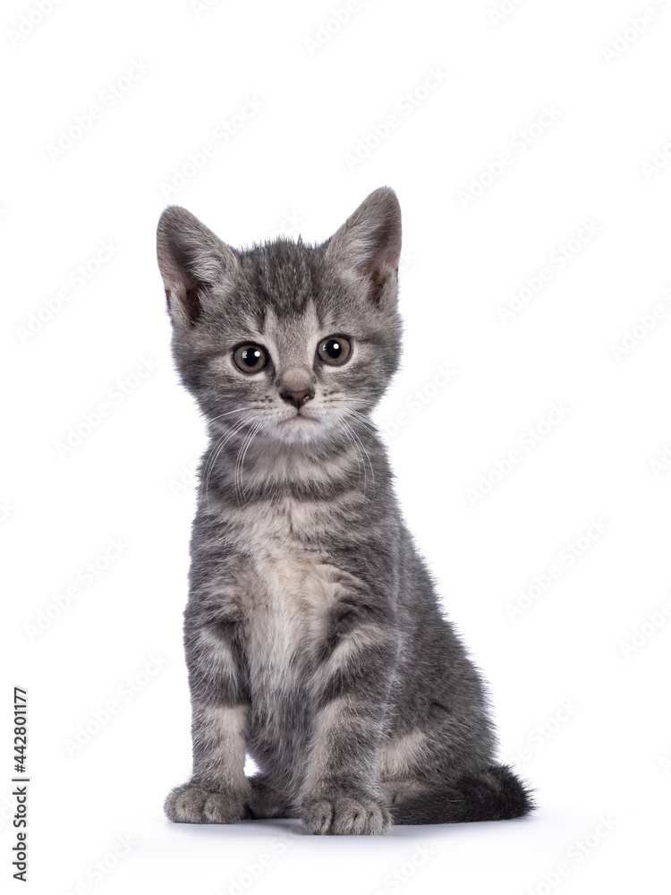 Cute grey farm cat kitten, sitting up facing front. Looking away from camera. isolated on white background.