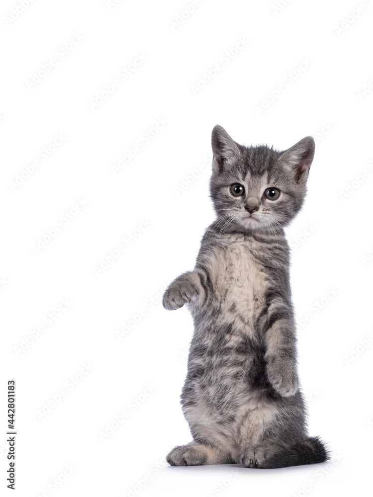 Fototapeta premium Cute grey farm cat kitten, standing on hind paws like meerkat. Looking towards camera. isolated on white background.