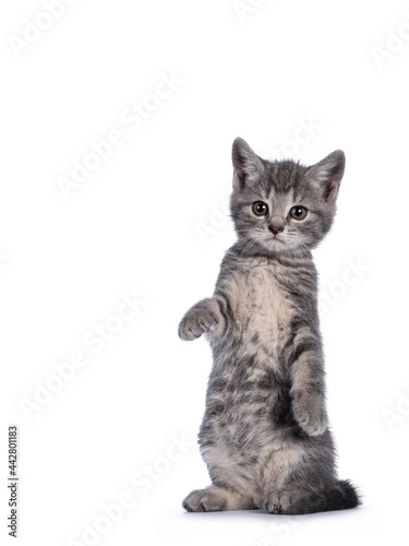 Cute grey farm cat kitten, standing on hind paws like meerkat. Looking towards camera. isolated on white background.