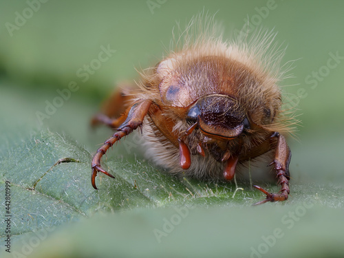 Gerippter Brachkäfer (Amphimallon solstitiale) photo