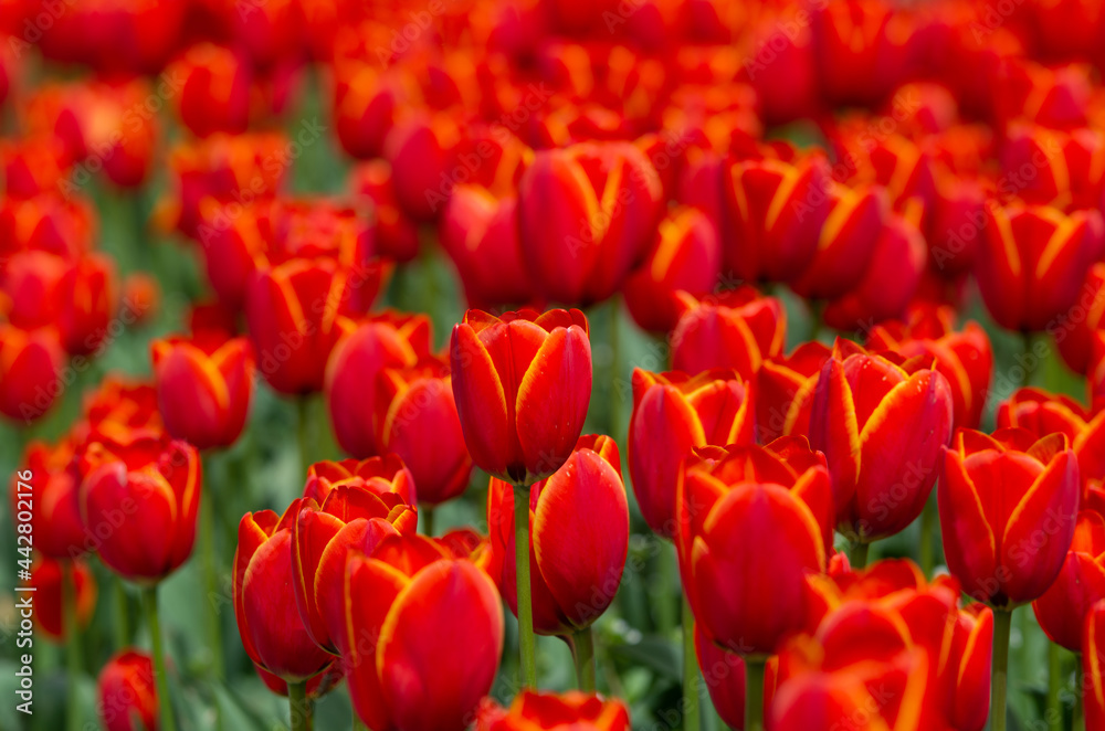 Bright red tulips on a summer sunny day on the lawn.