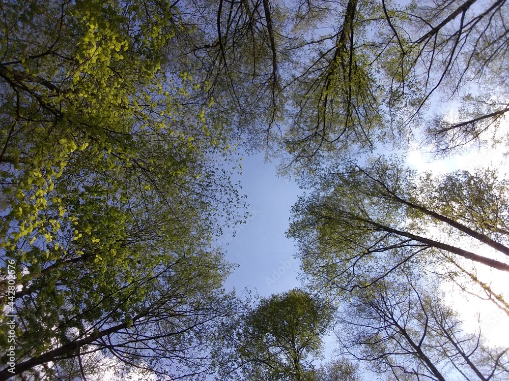 Fototapeta premium Céu com Arvores