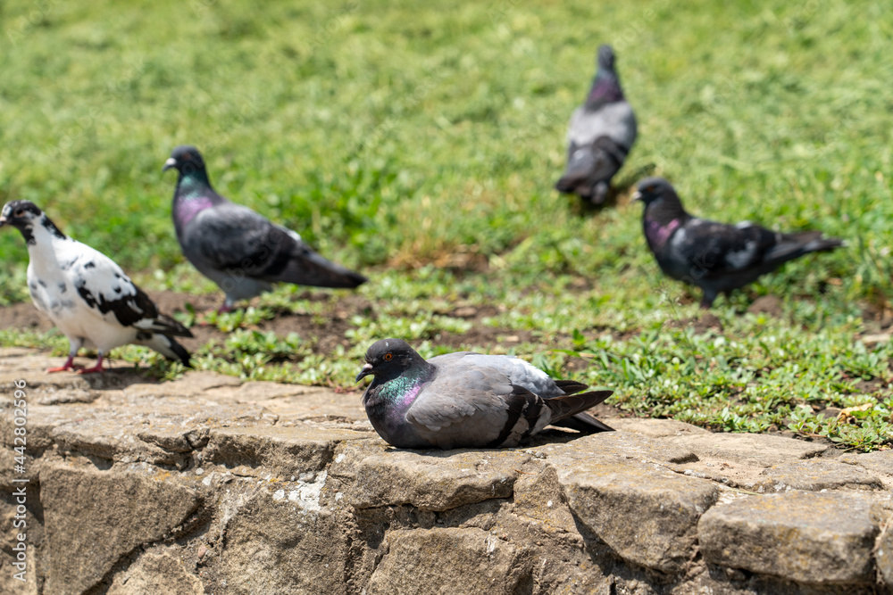 Obraz premium pigeons in the park