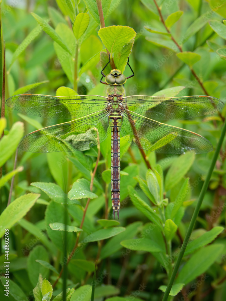Southern Hawker Dragonfly, female, resting in habitat. Southern Hawker Dragonfly, female, resting in habitat.