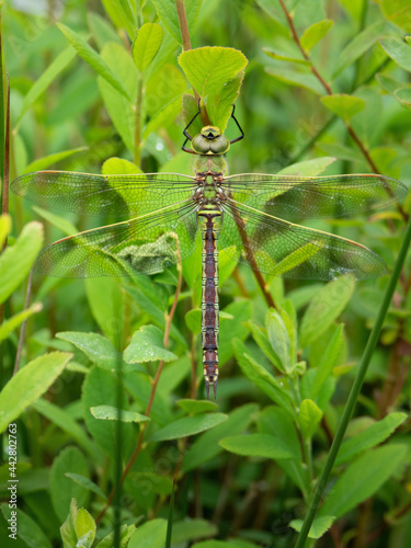 Southern Hawker Dragonfly, female, resting in habitat.