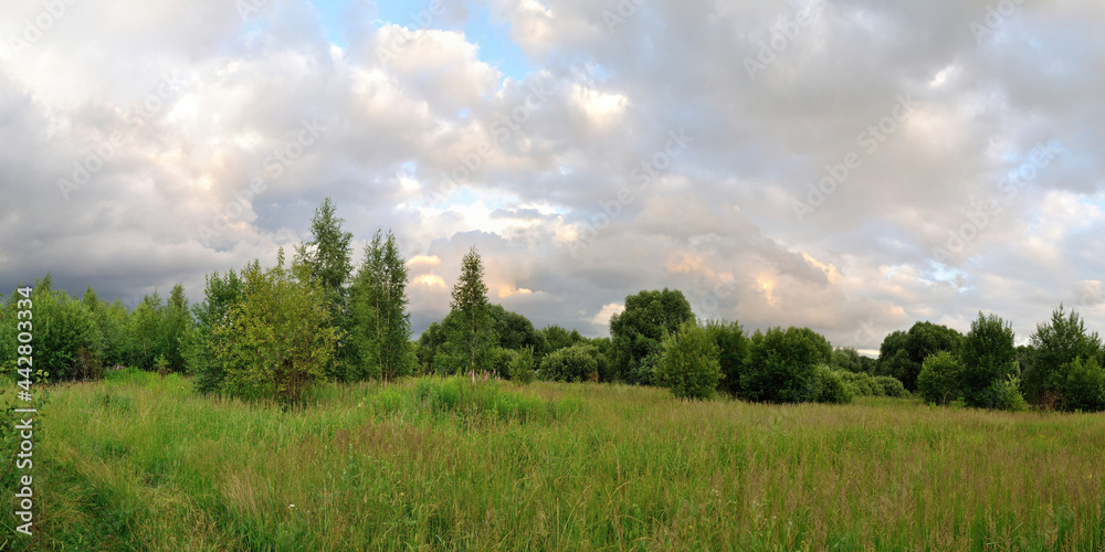 A summer walk through the forest, a beautiful panorama.
