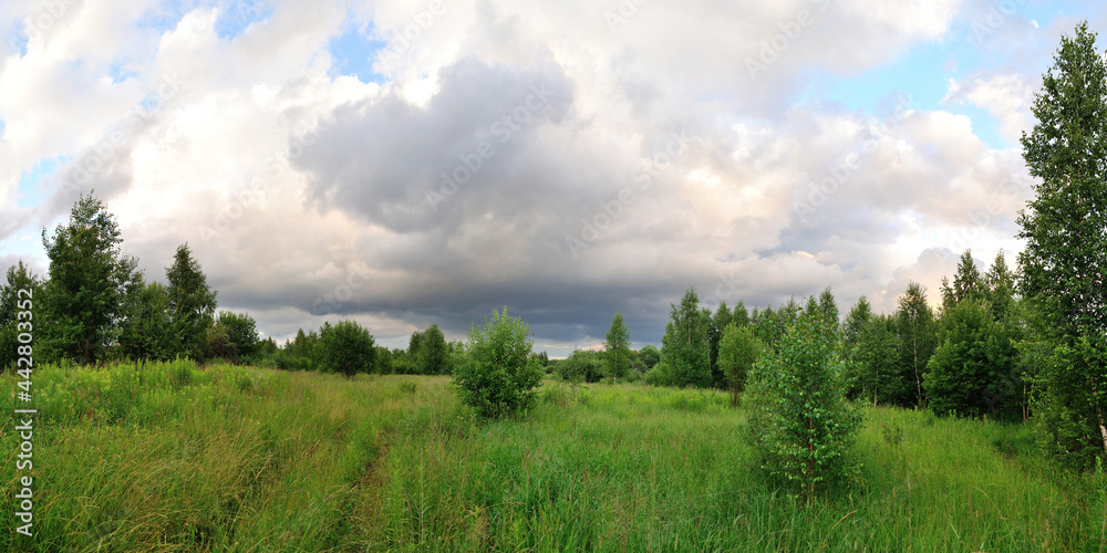 A summer walk through the forest, a beautiful panorama.
A summer walk through the forest, a beautiful panorama.