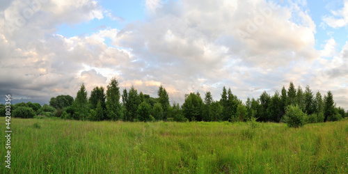 A summer walk through the forest, a beautiful panorama. 
