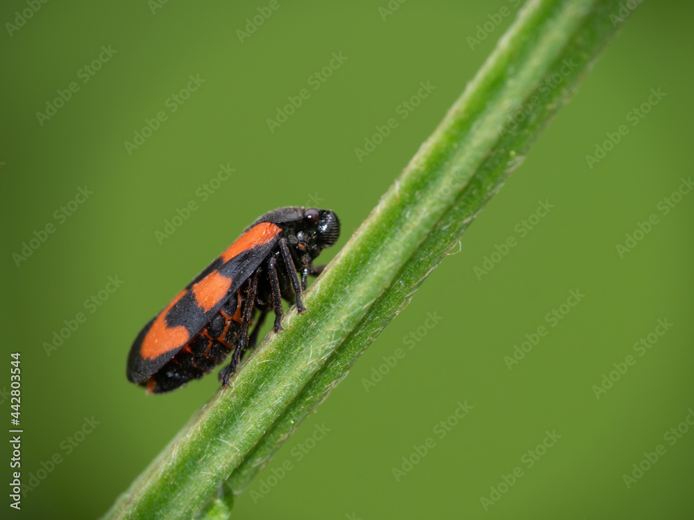 Cercopis vulnerata, red and black insect, on stalk. Cercopis vulnerata, red and black insect, on stalk.