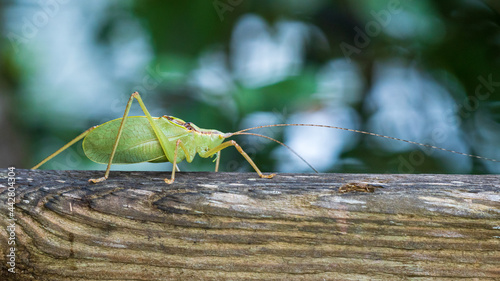 Common true katydid (Pterophylla camellifolia) - Homosassa, Florida, USA