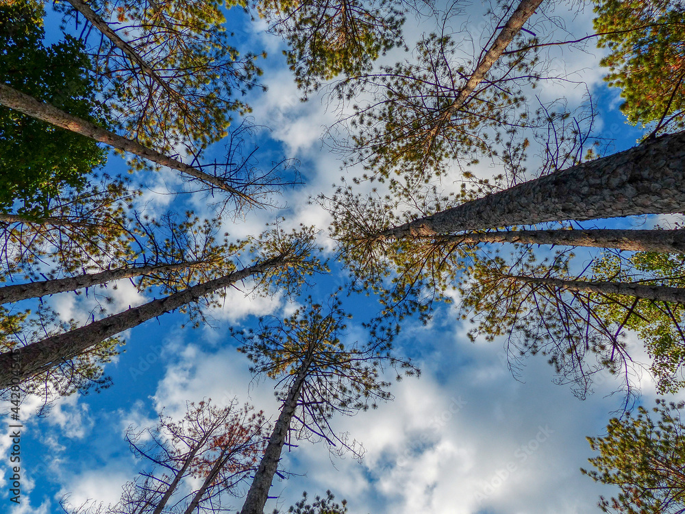 Obraz premium upward view among pines trees in the Brown county forrest - Indiana