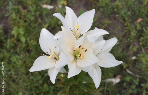 Blooming flowers of a white lily.