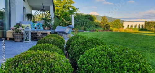 Bukszpan formowany na kule jako ozdoba nowoczesnego ogrodu, rabata przy tarasie wypoczynkowym przed domem