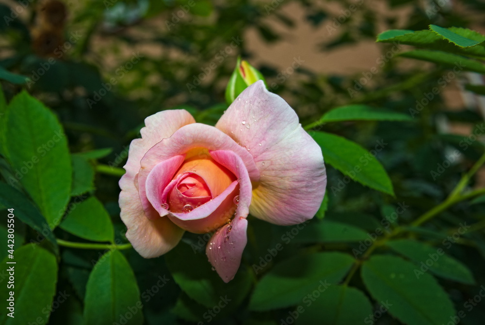 Kwiat róży z kroplami deszczu na płatkach . Rose flower with raindrops on the petals. 