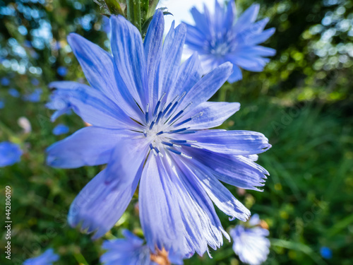 Macro shot of blue flower of Common chicory, blue sailors, succory, coffeeweed (cichorium intybus) in summer photo