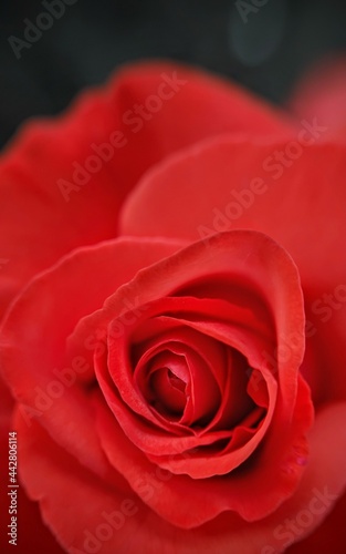 red rose close up