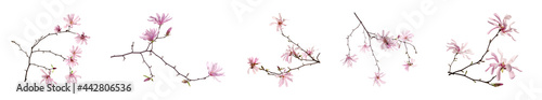 Magnolia tree branches with beautiful flowers on white background, collage. Banner design
