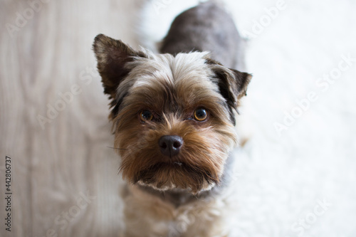 Yorkshire terrier portrait. Brown dog looking up. Shallow depth of field, 