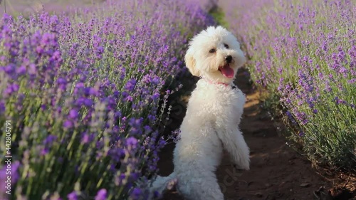 Cute Miniature Poodle puppy Stands On Its Hind Legs in the Lavender Field. Provence, France
