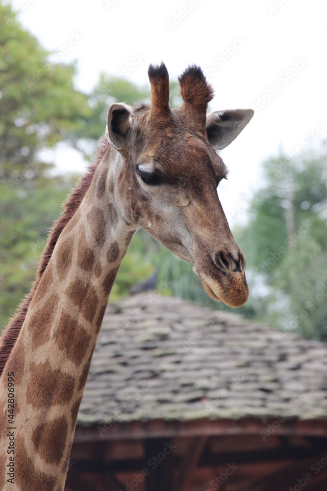 giraffe in the zoo