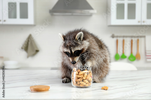 Cute raccoon eating peanuts on table in kitchen
