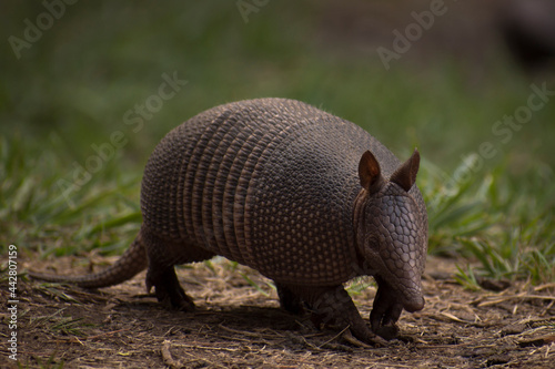 Little herbivorous mammal called commonly mulita, peludo, quirquincho, armadillo, tatú -scientific name: dasypodiae- very common in Argentina

