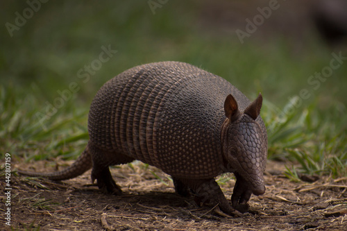 Little herbivorous mammal called commonly mulita, peludo, quirquincho, armadillo, tatú -scientific name: dasypodiae- very common in Argentina
 photo