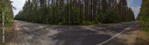 Panorama of the road in the forest next to pine trees in summer.