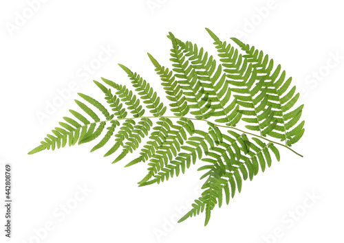 Beautiful tropical fern leaf isolated on white