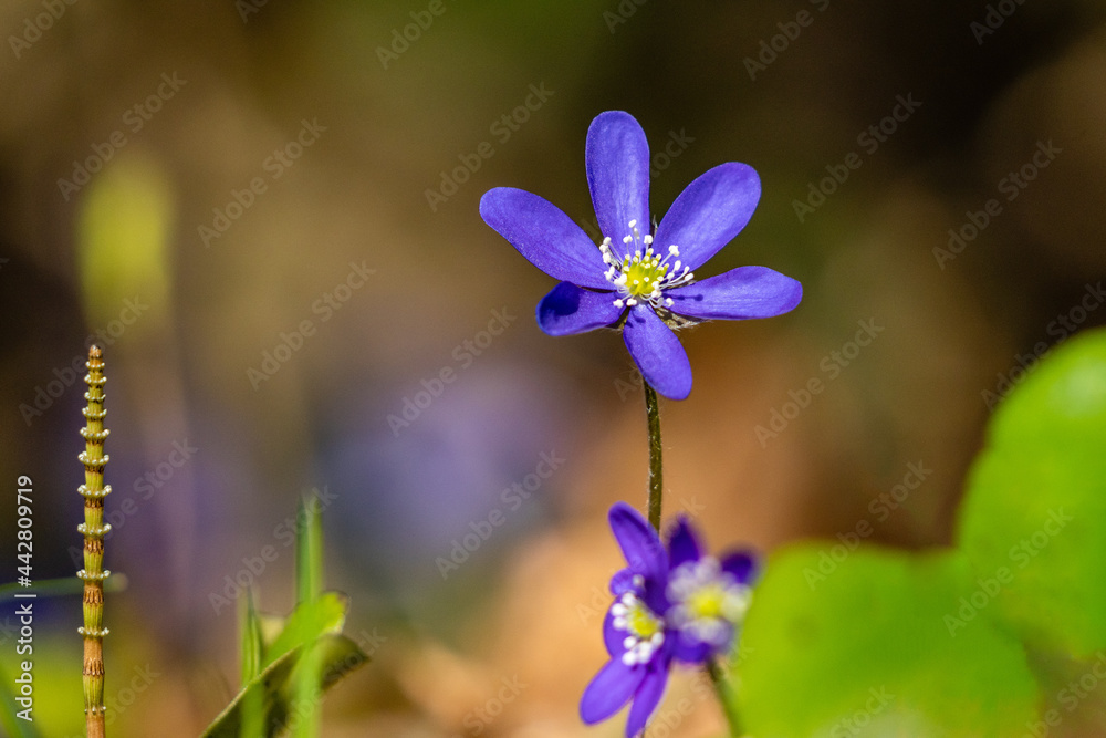 Hepatica Hepatica