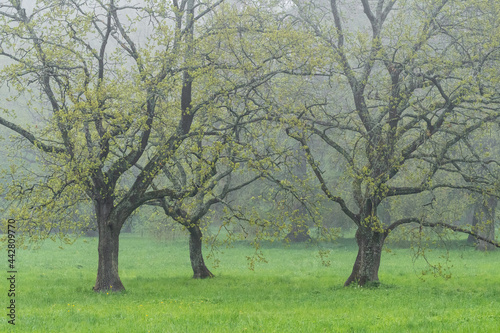 Spring oak trees