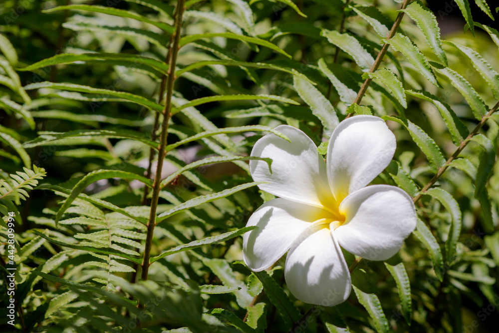 White frangipani flower on green leaf of fern. White frangipani flower on green leaf of fern.